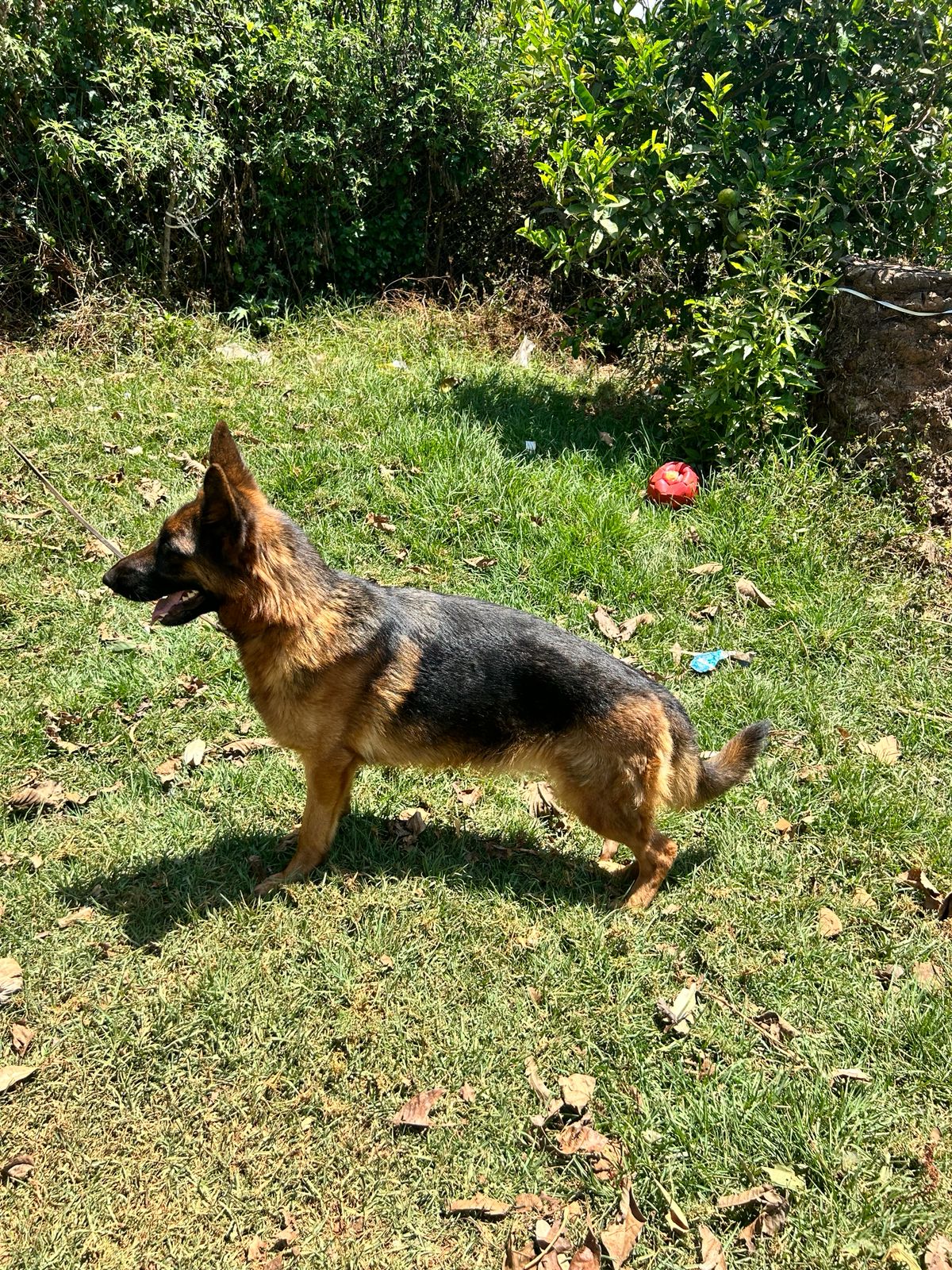 Xella